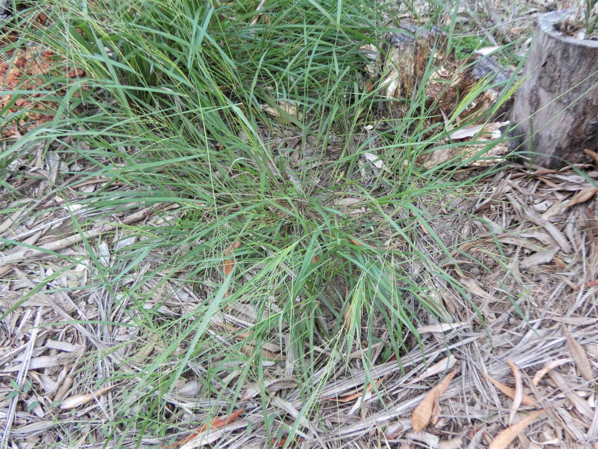 Image of Digitaria parviflora (R. Br.) Hughes