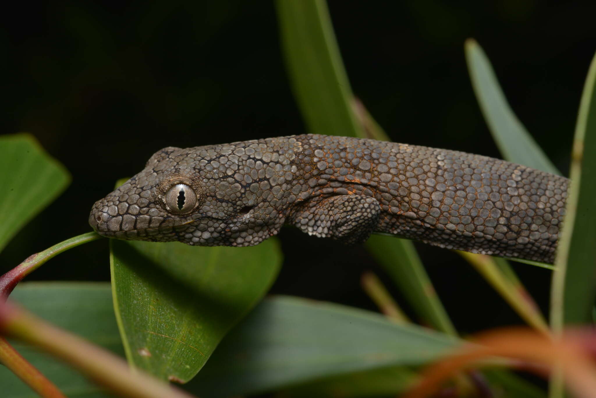 Image of Vieillard's Chameleon Gecko