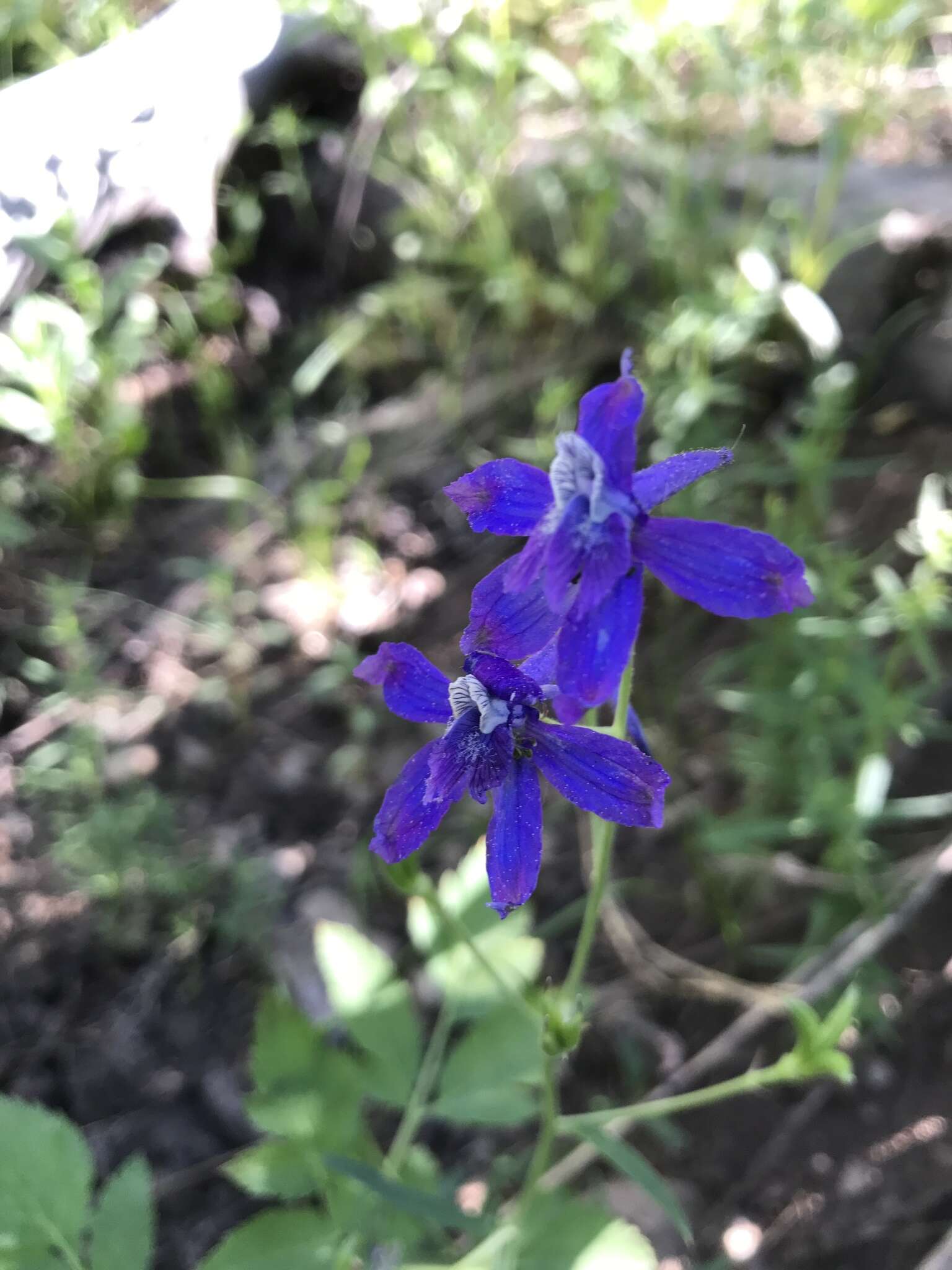 Image of twolobe larkspur