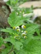 Image of Dichrocephala integrifolia (L. fil.) O. Kuntze