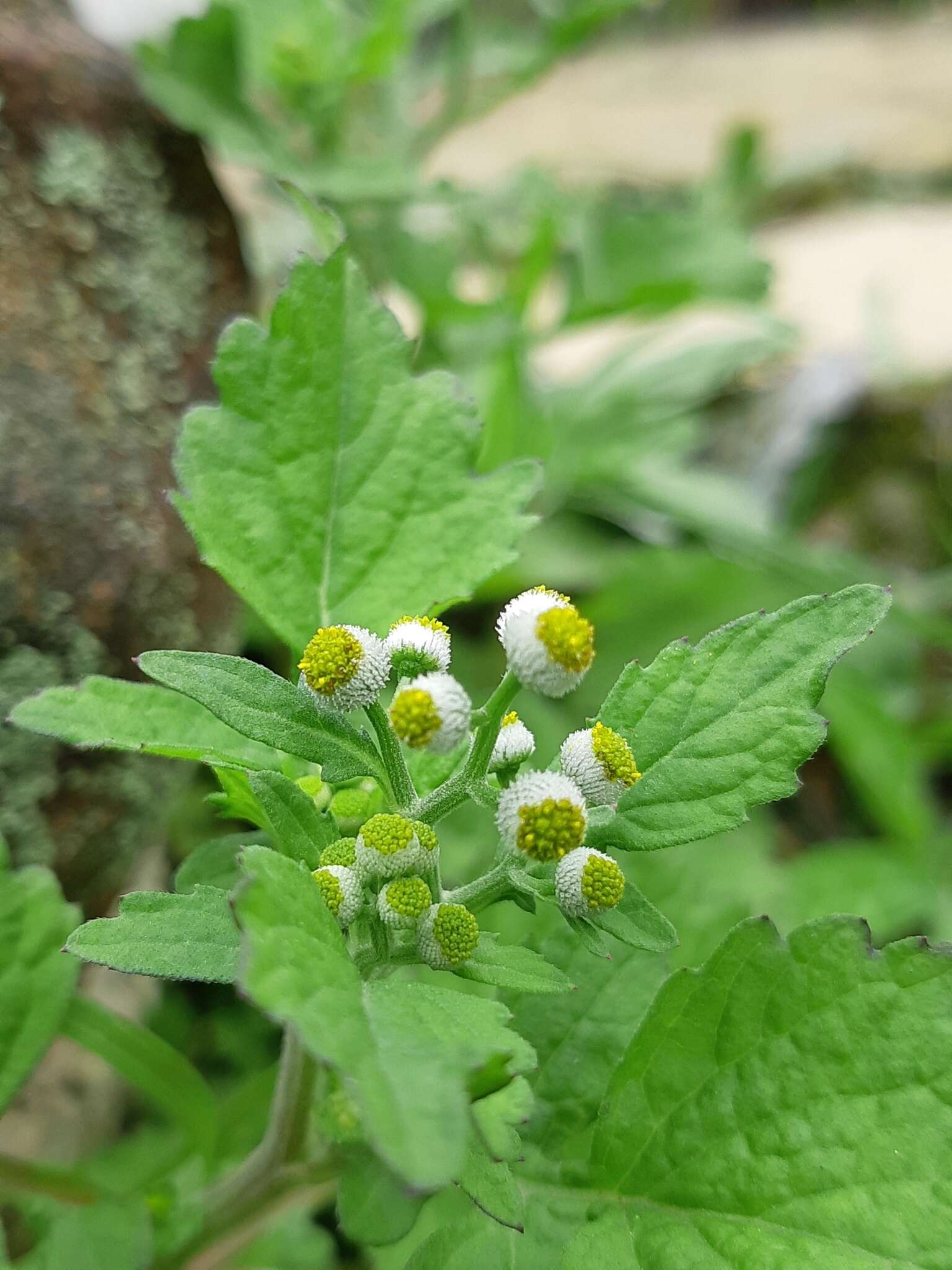 Image of Dichrocephala integrifolia (L. fil.) O. Kuntze