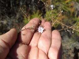 Sivun Stephanomeria exigua Nutt. kuva