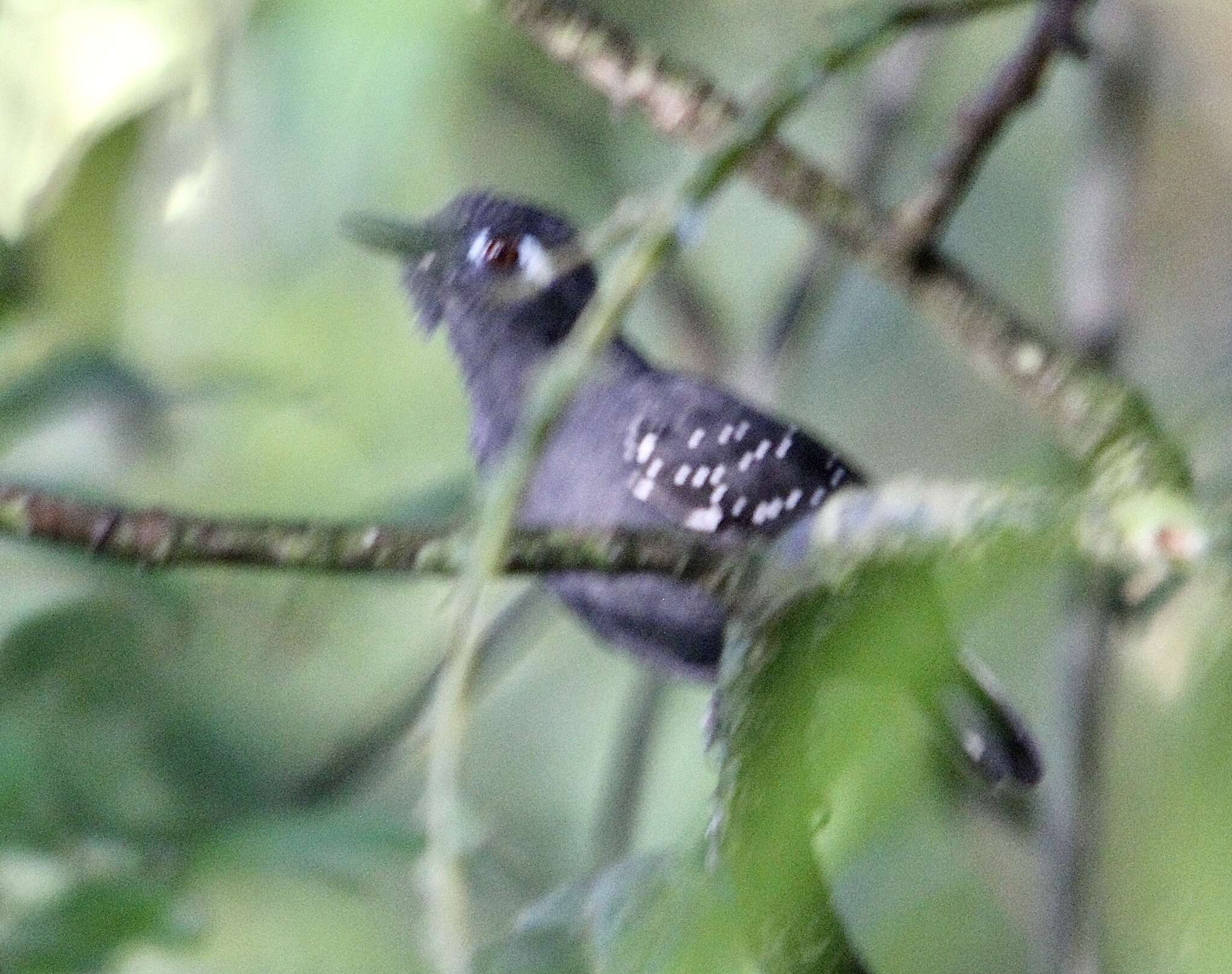 Image of Plumbeous Antbird