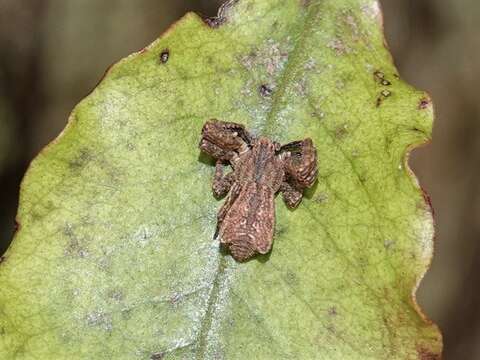 Image of Sidymella angulata (Urquhart 1885)