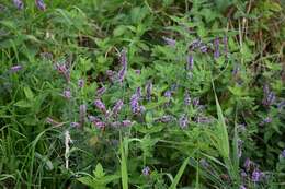 Image of Garden mint