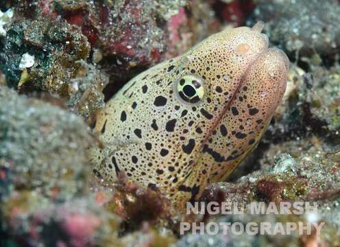 Image of Banded mud moray