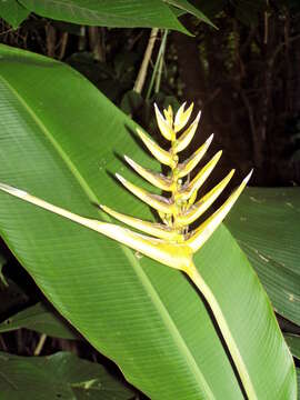 Image of Heliconia librata Griggs