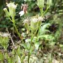 Image of hammockherb