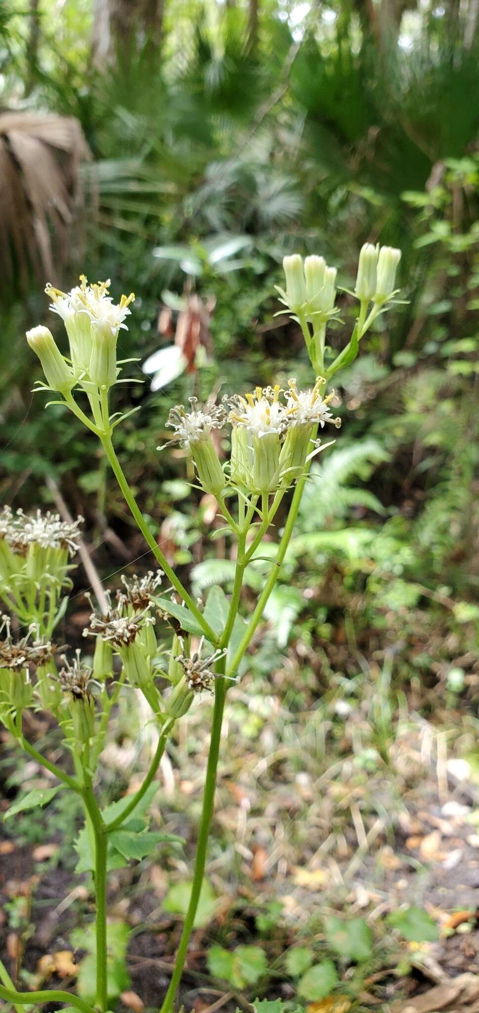 Plancia ëd Hasteola robertiorum L. C. Anderson