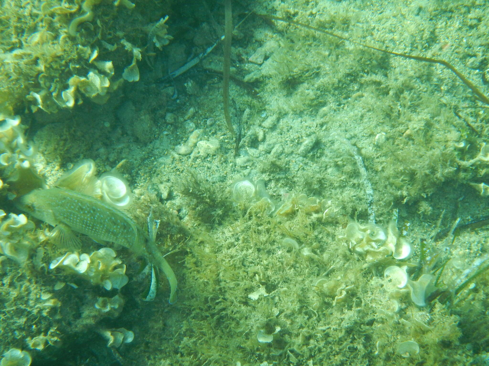 Image of Brown Wrasse