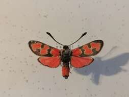 Image of Zygaena olivieri Boisduval 1828