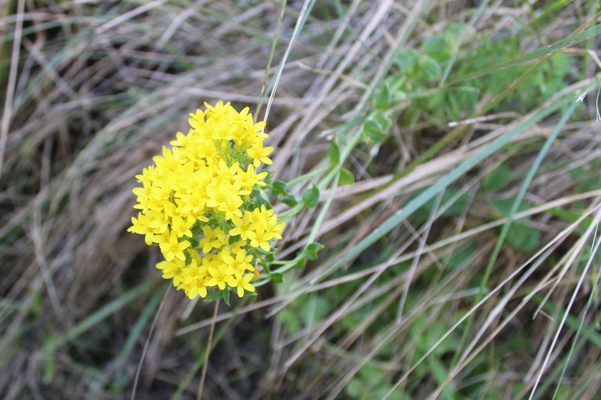 Image of Sebaea natalensis (Schinz) Schinz