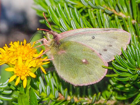 Image of Labrador Sulphur