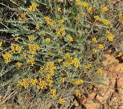 Image of Helichrysum italicum subsp. tyrrhenicum (Bacch., Brullo & Giusso) Herrando, J. M. Blanco, L. Sáez & Galbany