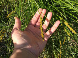 Image of Brown fox sedge