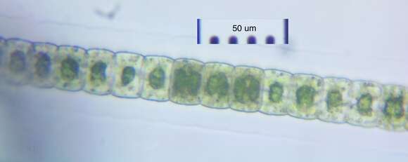 Image of Hyalotheca Ehrenberg ex Ralfs 1848