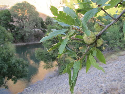 Imagem de Quercus libani G. Olivier