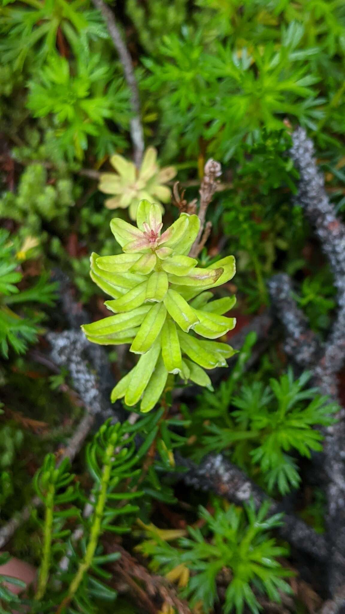 Image of Exobasidium phyllodoces (Savile) Savile 1976