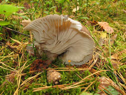 Image de Hygrophore à lamelles arquées