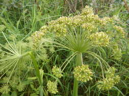 Слика од Angelica saxatilis Turcz. ex Ledeb.