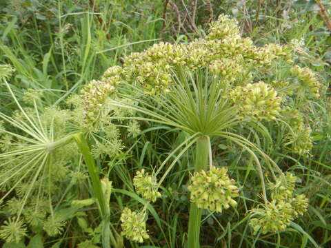 Image of Angelica saxatilis Turcz. ex Ledeb.