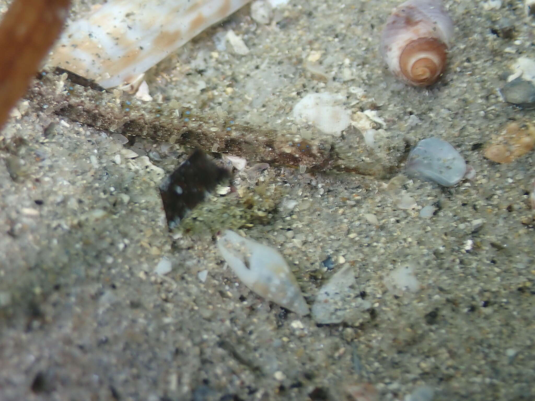 Image of Girdled pipefish