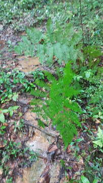 Cyathea microdonta (Desv.) Domin的圖片