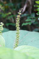 Imagem de Acalypha angatensis Blanco