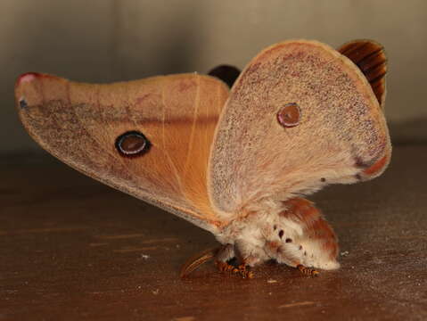 Image of Opodiphthera helena