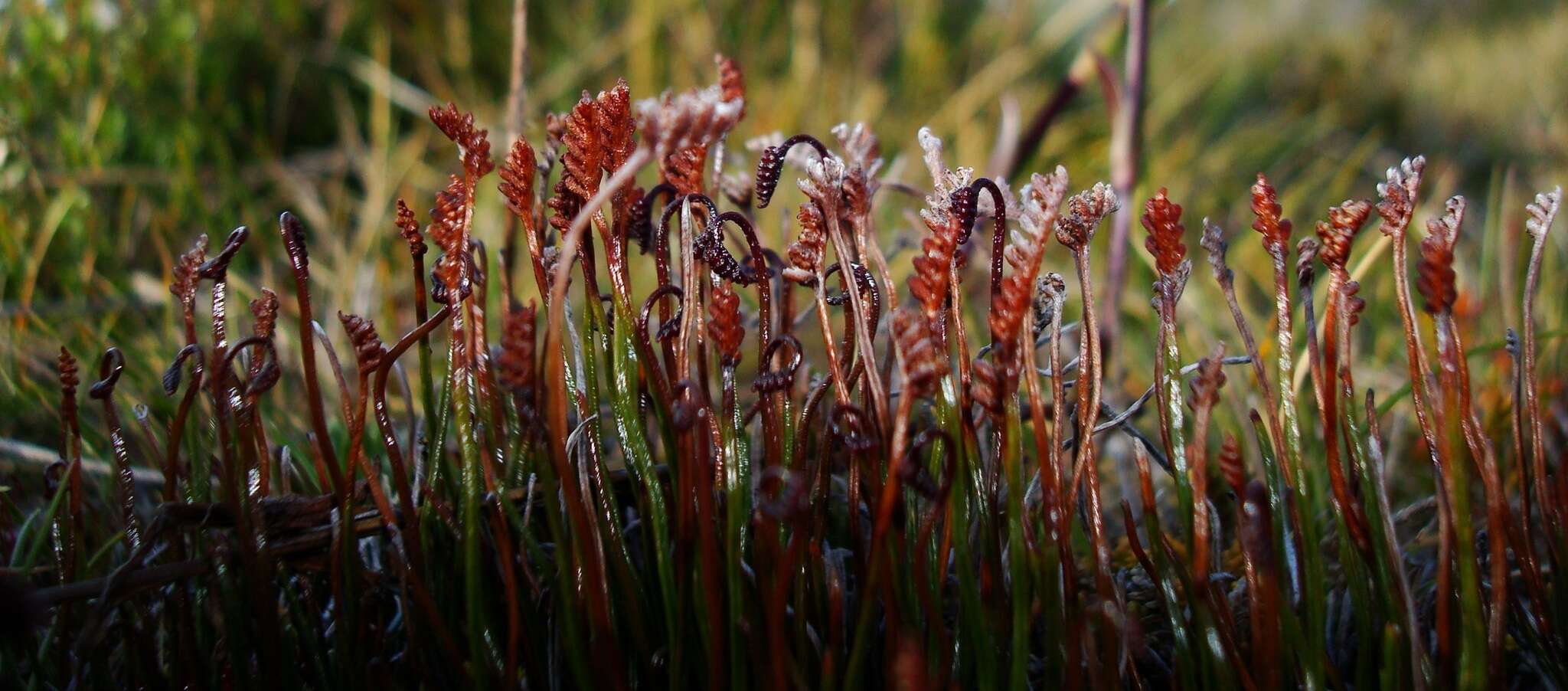 Imagem de Schizaea australis Gaud.