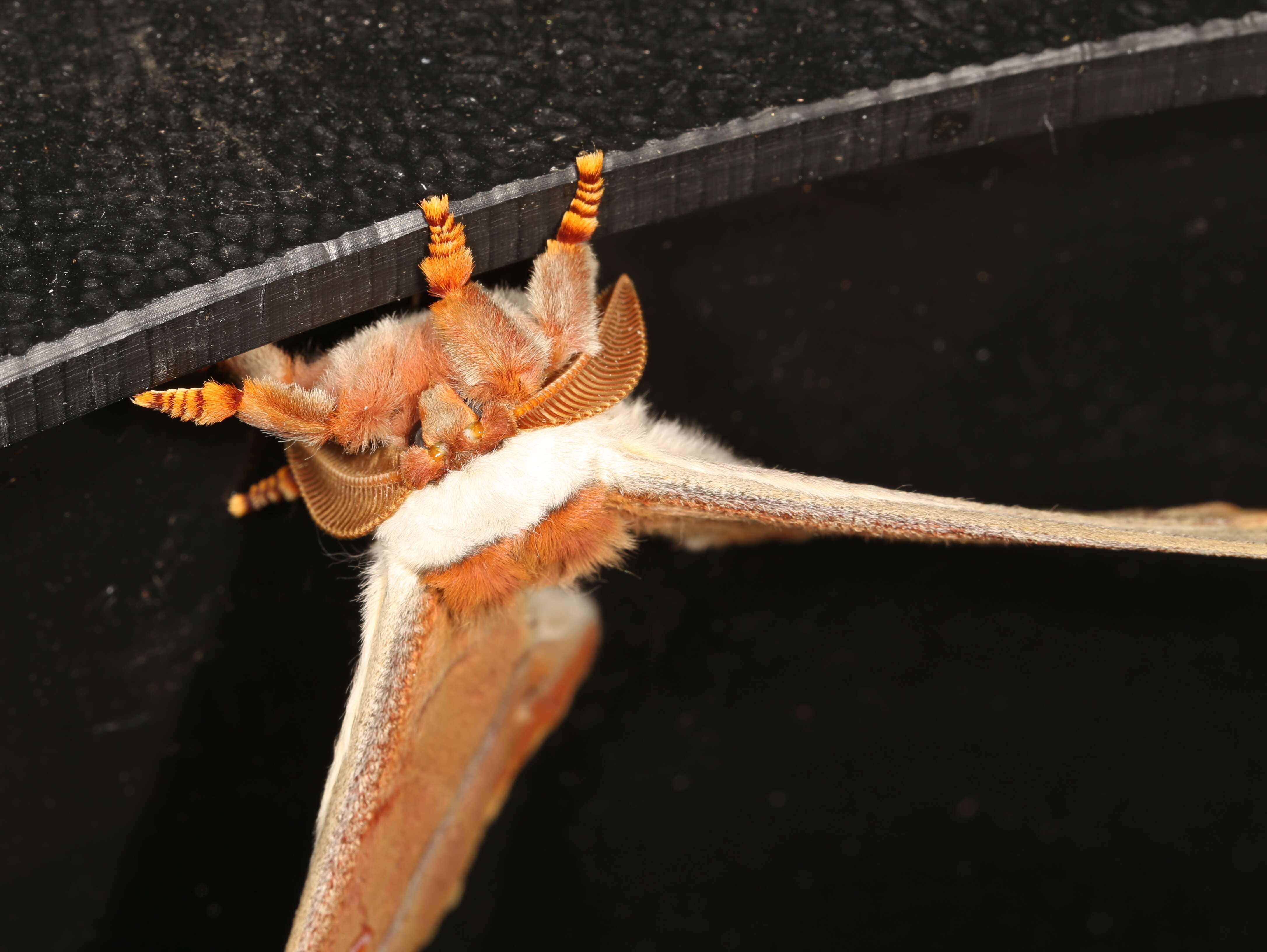 Image of Opodiphthera helena