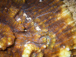 Image of Flat Lettuce Coral