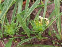 صورة Crabbea angustifolia Nees