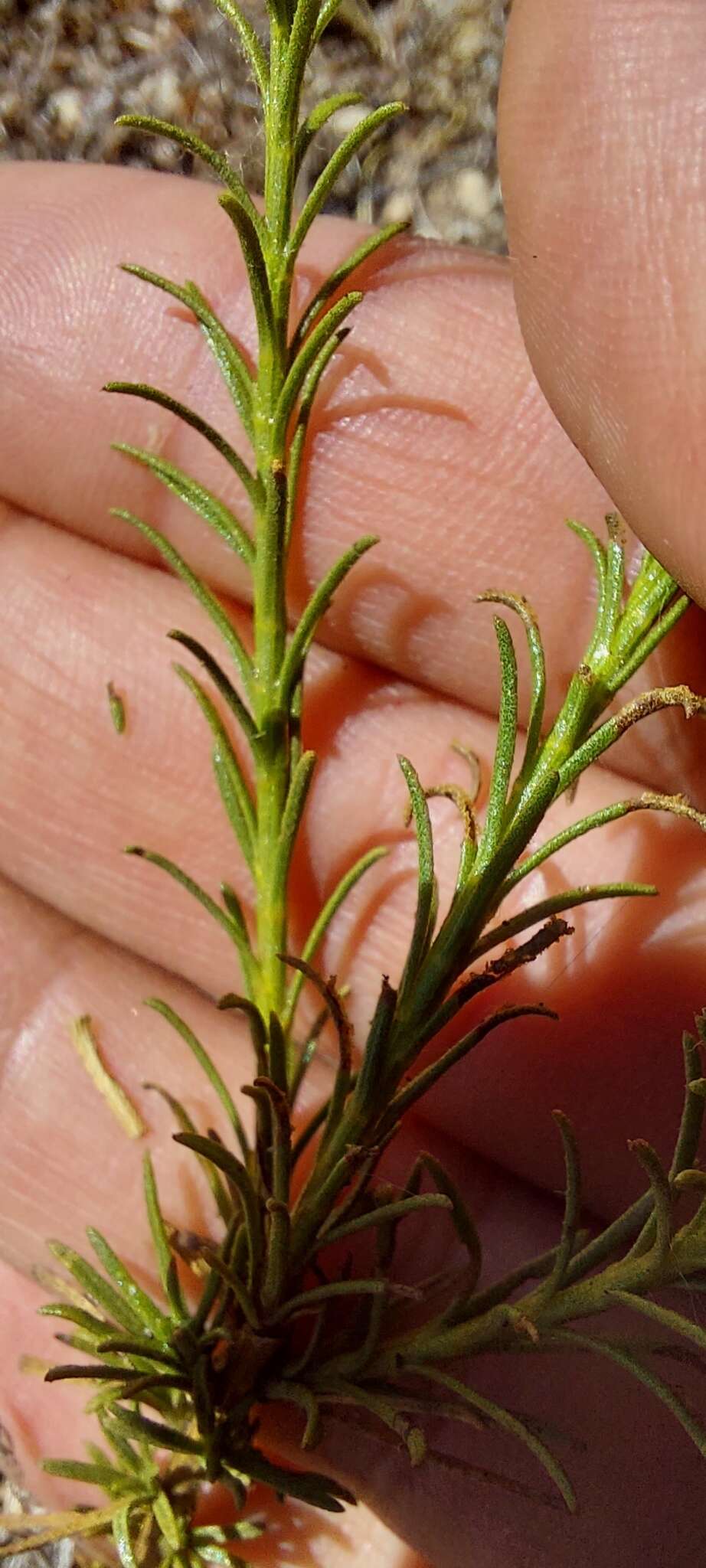 Image of Gutierrezia resinosa (Hook. & Arn.) Blake