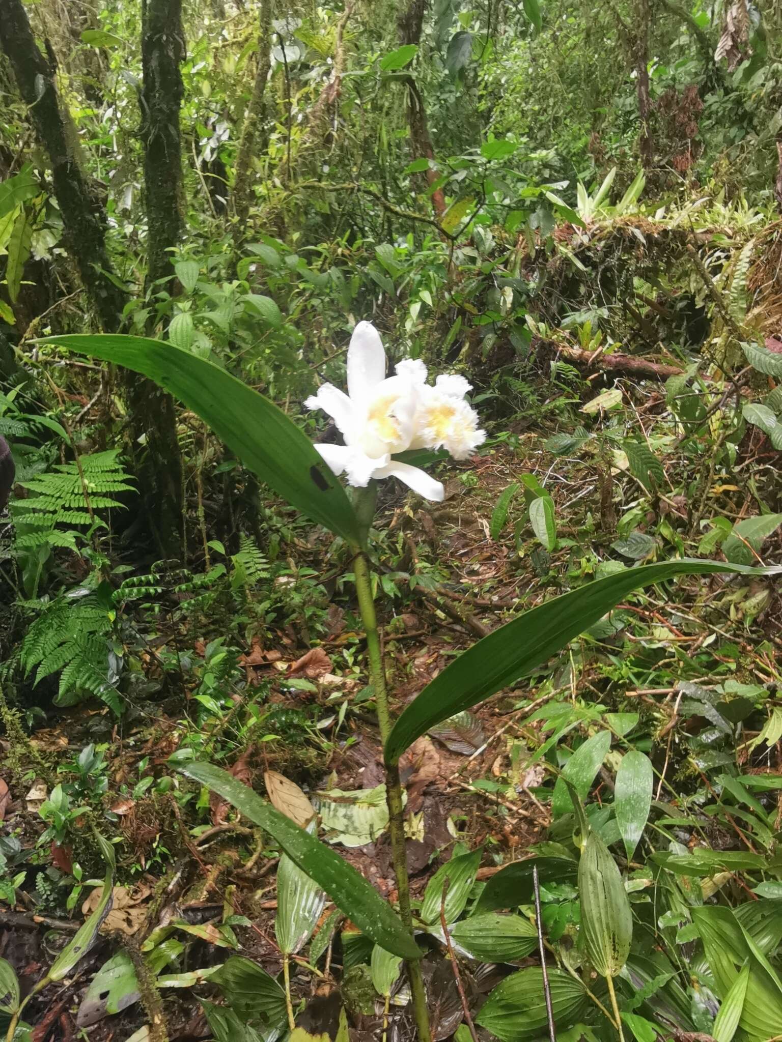 Image of Sobralia fimbriata Poepp. & Endl.