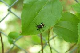 Acanthoderes quadrigibba (Say 1831)的圖片