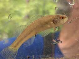 Image of Rush Darter