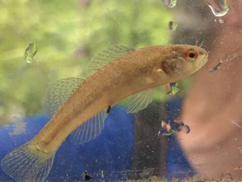 Image of Rush Darter