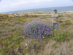 Image of Douglas' silver lupine