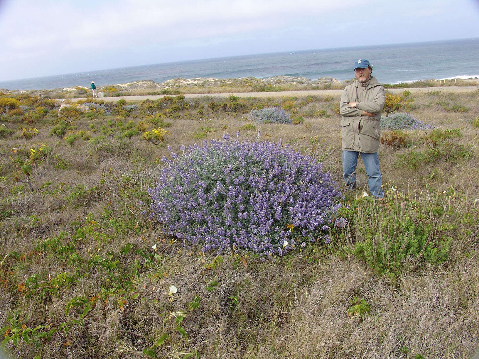 Image of Douglas' silver lupine