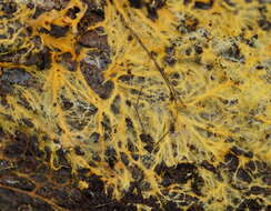 Image of Rhizochaete filamentosa (Berk. & M. A. Curtis) Gresl., Nakasone & Rajchenb. 2004