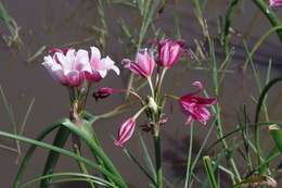 Imagem de Crinum campanulatum Herb.