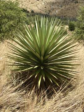 Yucca madrensis Gentry的圖片