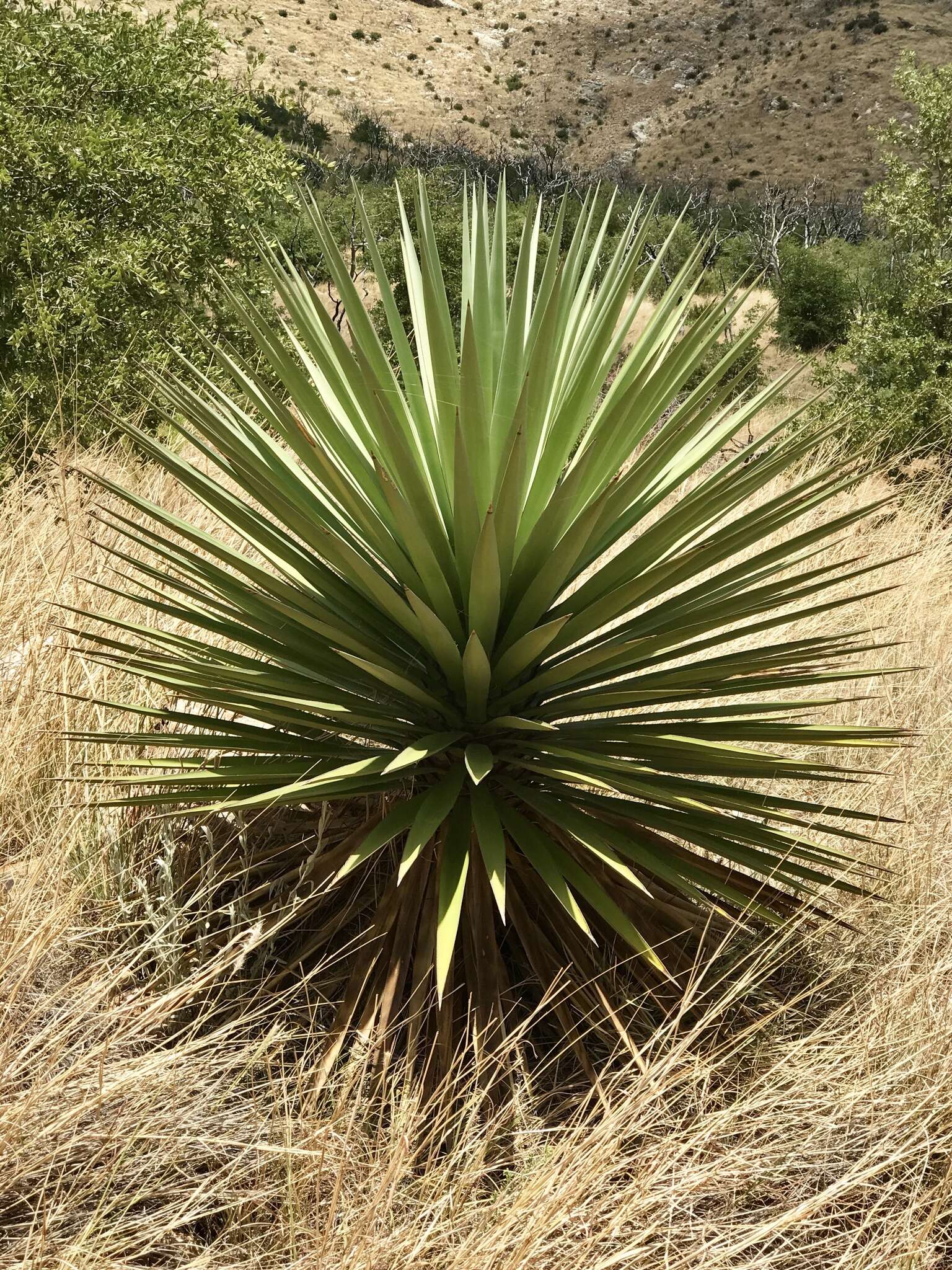 Image of yucca