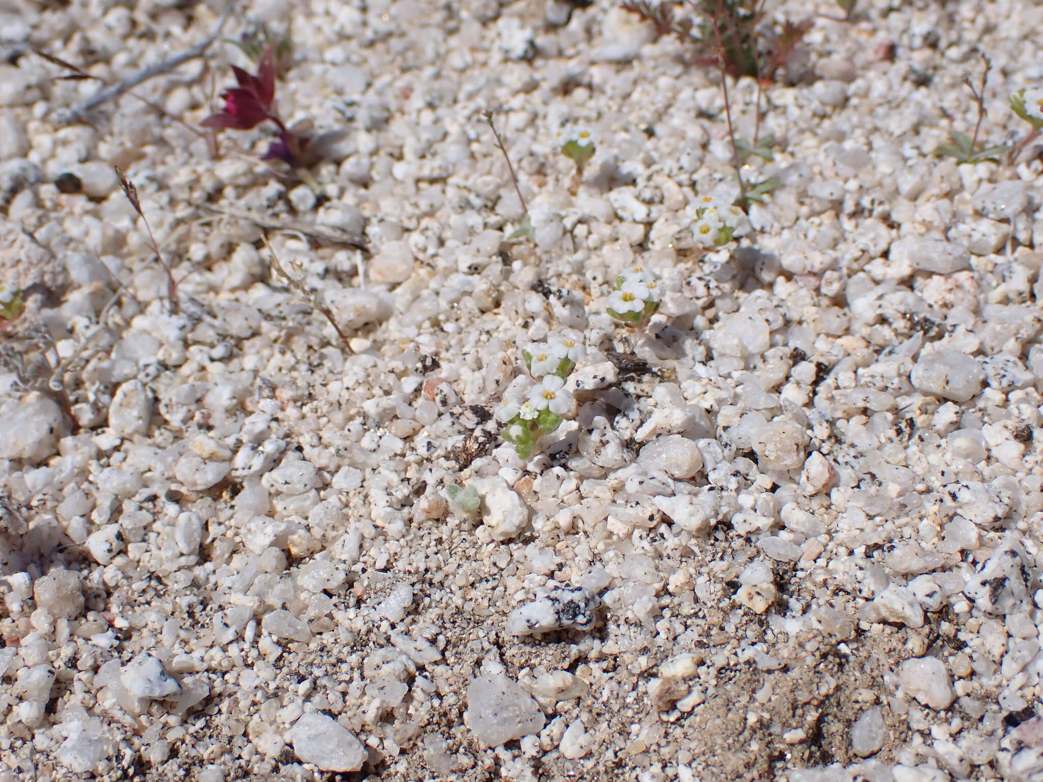 Image of San Bernardino Mountain gilia