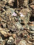 Image of Santa Cruz Island winged rockcress