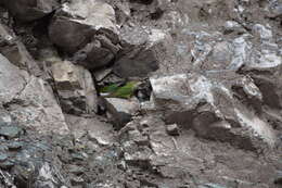 Image of Gray-hooded Parakeet