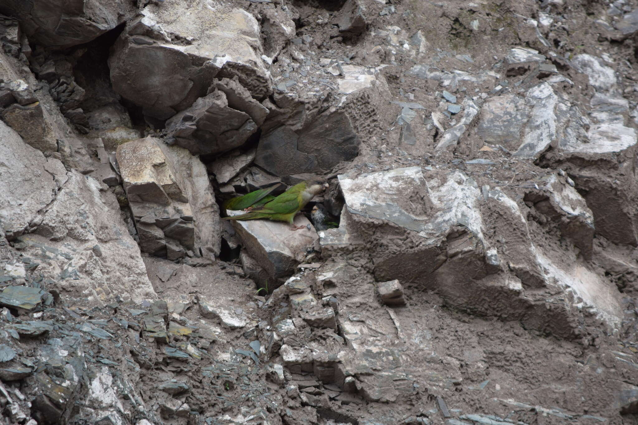 Image of Gray-hooded Parakeet