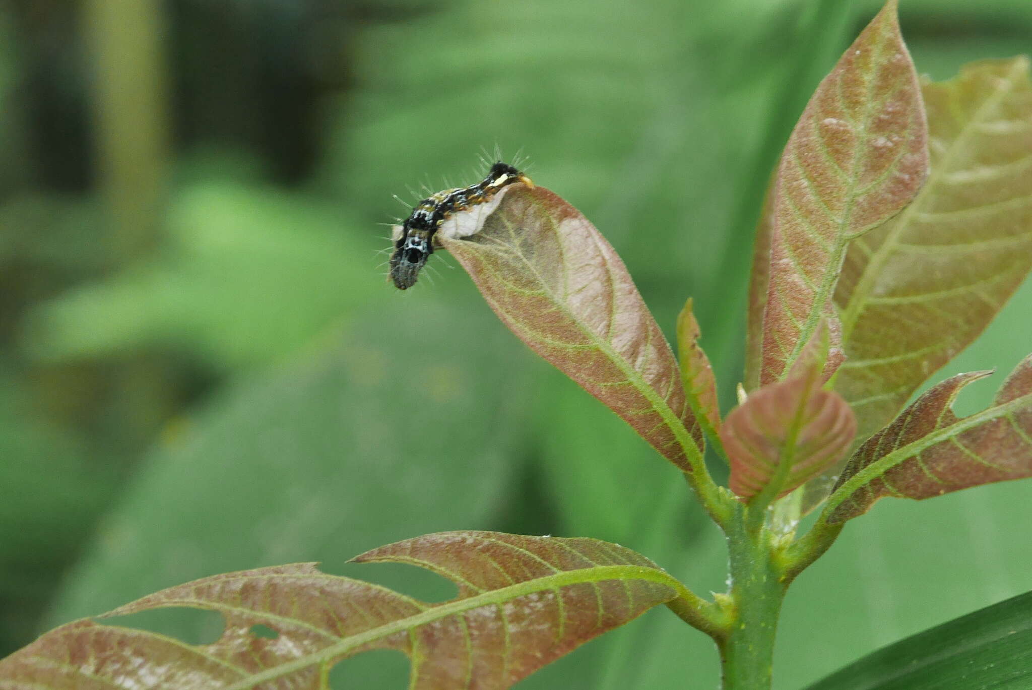 Image of Phoebe formosana (Hayata) Hayata