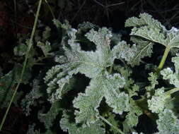 Image of oakleaf garden geranium